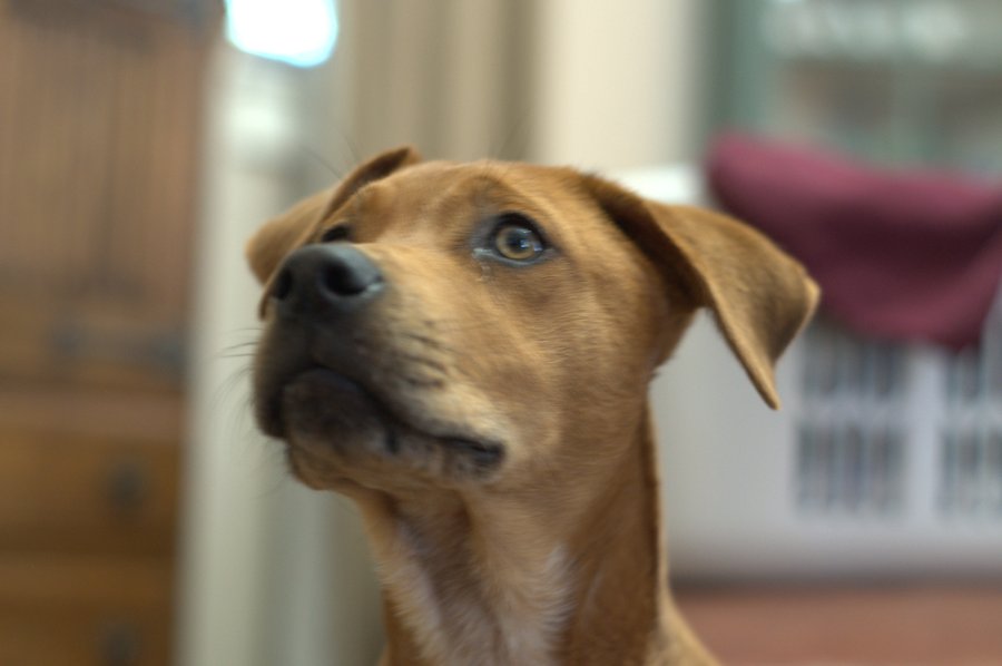 Randy, the Lee family dog